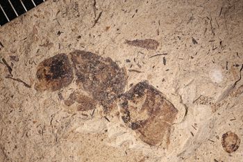 Media type: image;   Entomology PALE-14521